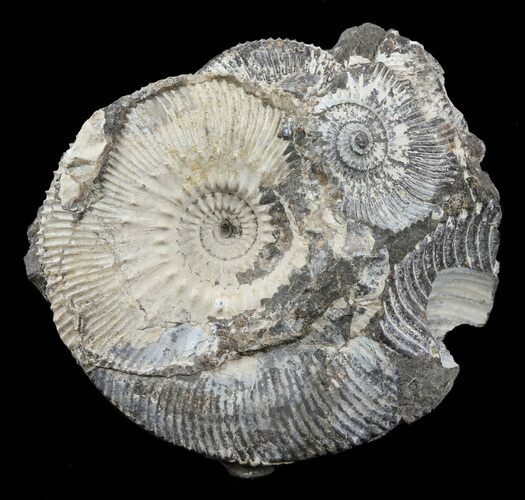 Wide Kosmoceras Ammonite in Matrix- England #60306